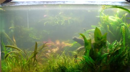 大型龍魚缸效果圖（大型龍魚缸怎么設計） 大型龍魚缸效果圖（大型龍魚缸怎么設計） 龍魚百科