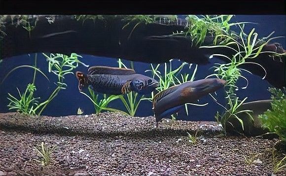 雷龍魚百科全書在線閱讀