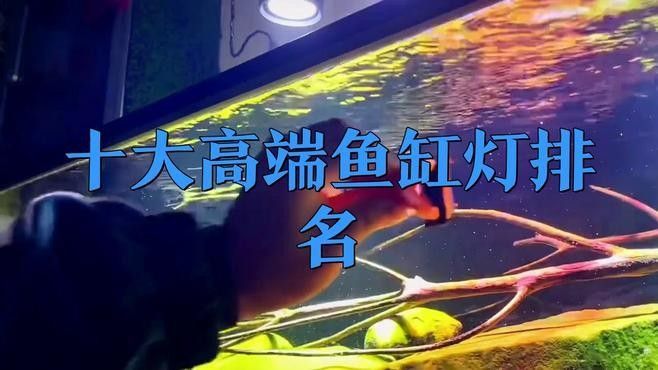 龍魚側燈的價格范圍是多少？