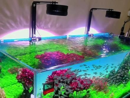 龍魚缸擺放位置圖解 龍魚缸擺放位置圖解 龍魚百科 第31張