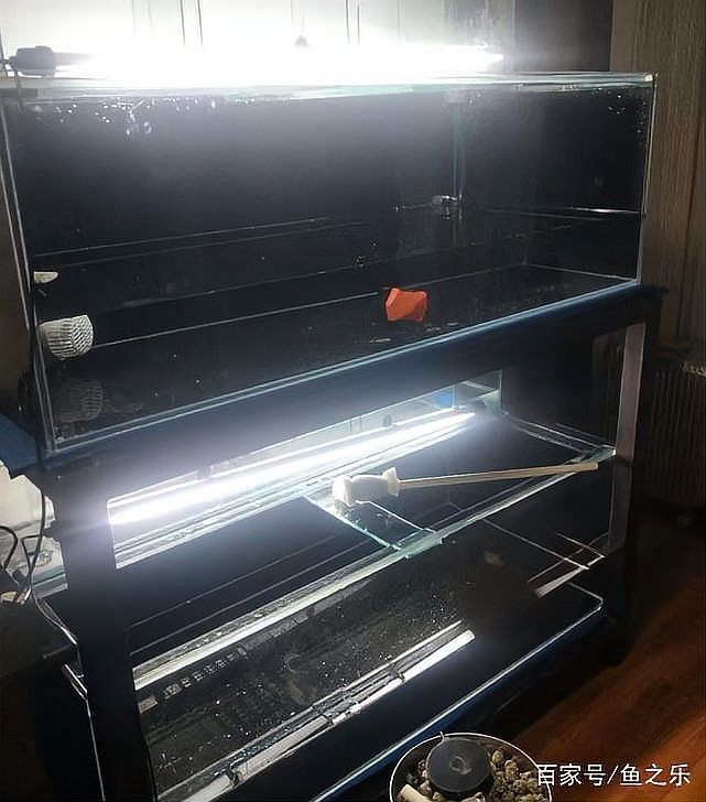 龍魚缸擺放位置圖解 龍魚缸擺放位置圖解 龍魚百科 第32張