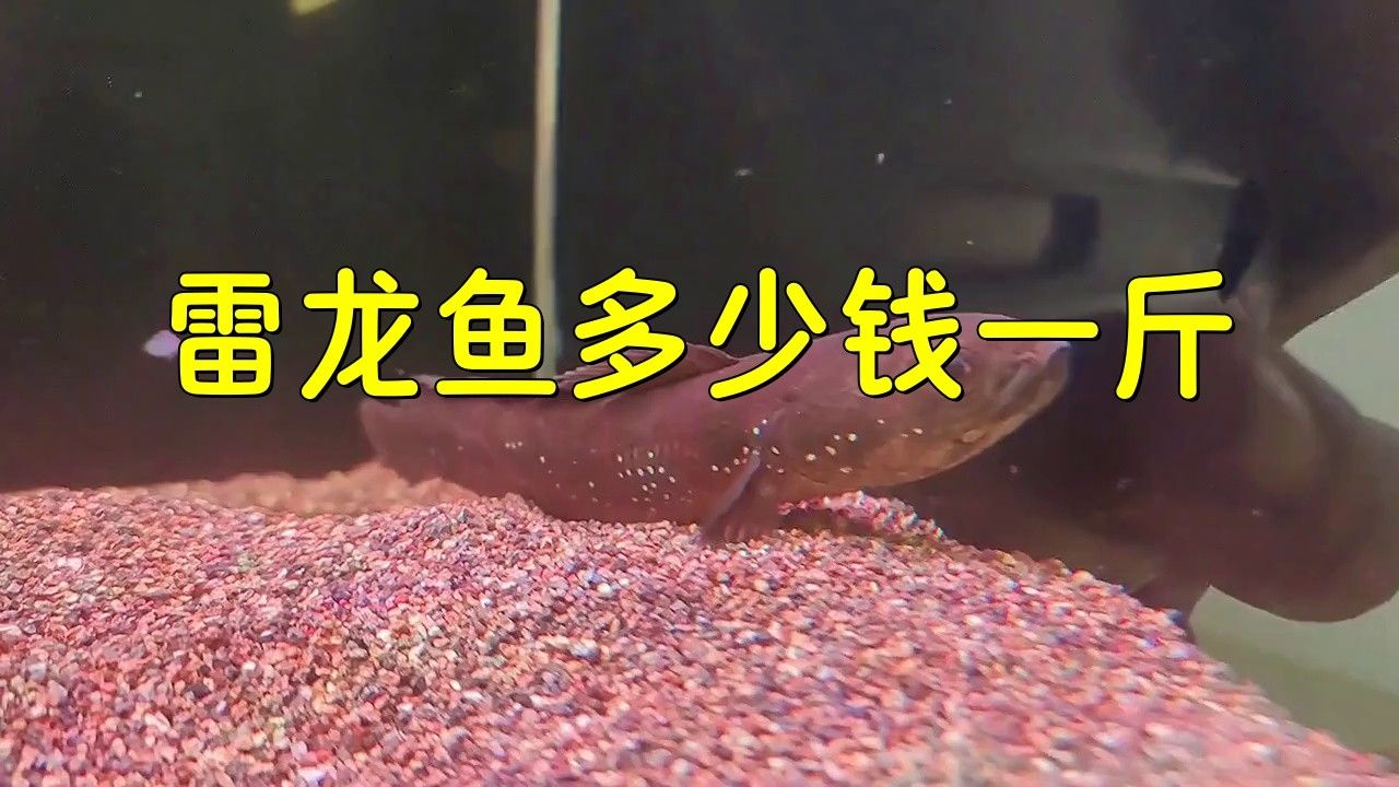 黑魔神雷龍魚多少錢一條 黑魔神雷龍魚多少錢一條 龍魚百科 第3張