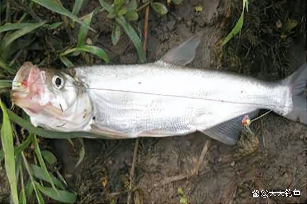 龍魚翹嘴好不好釣魚
