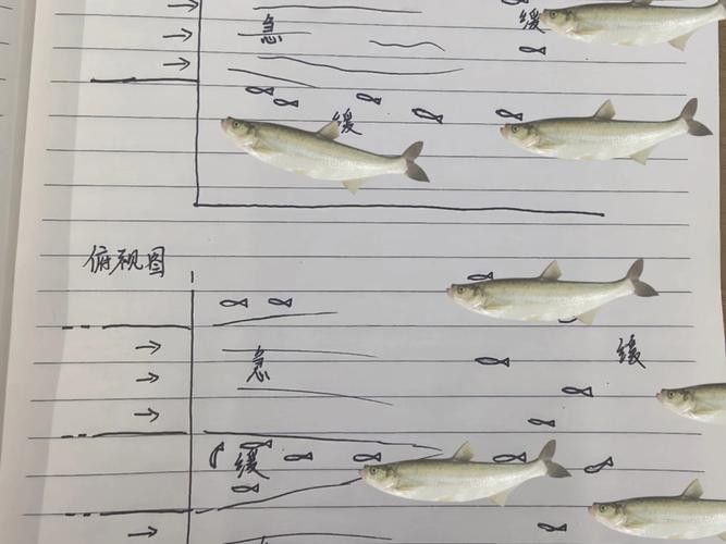 龍魚翹嘴好不好釣魚