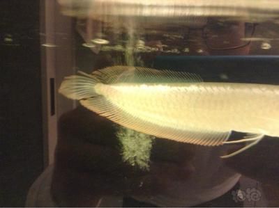 紅龍魚吃蝦干吃進去又吐出來正常嗎（紅龍魚吃蝦干吃進去又吐出來是什么情況？）