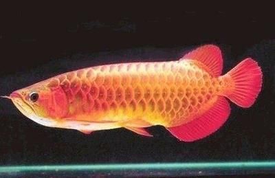 龍魚配燕魚好還是虎魚：龍魚和燕魚混養好還是虎魚好