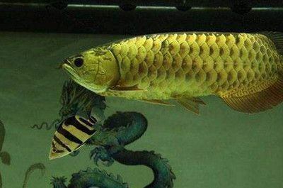 龍魚配燕魚好還是虎魚：龍魚和燕魚混養好還是虎魚好