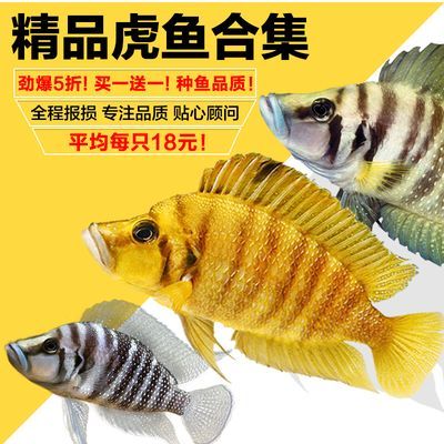 龍魚配燕魚好還是虎魚：龍魚和燕魚混養好還是虎魚好