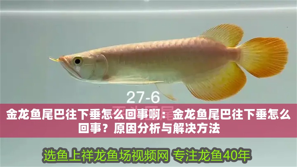 金龍魚尾巴往下垂怎么回事?。航瘕堲~尾巴往下垂怎么回事？原因分析與解決方法