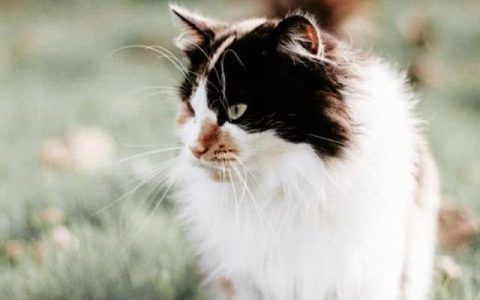 金龍魚尾巴往下垂怎么回事啊：金龍魚尾巴往下垂怎么回事？原因分析與解決方法