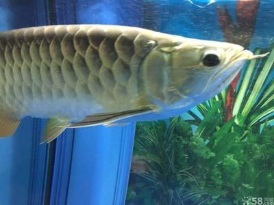 45厘米的金龍魚需要幾年（金龍魚一年能長80cm，喂養方法令人震驚！）