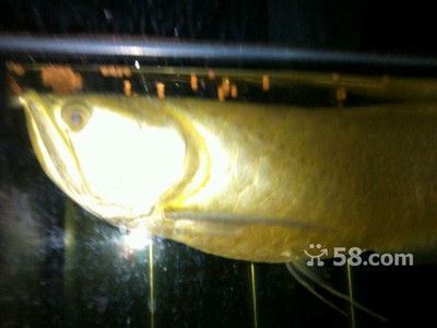 45厘米的金龍魚需要幾年（金龍魚一年能長80cm，喂養方法令人震驚?。? title=