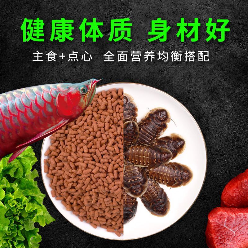龍魚喂什么昆蟲吃飼料：喂食龍魚時，考慮到龍魚的營養需求和消化能力 龍魚喂什么昆蟲吃飼料：喂食龍魚時，考慮到龍魚的營養需求和消化能力 龍魚百科 第3張