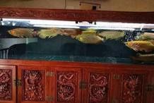 金龍魚一起養兩條不打架？