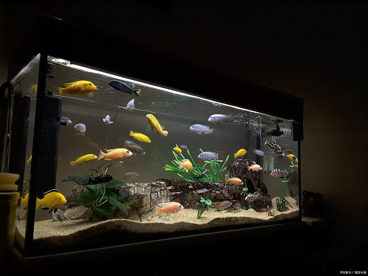 金龍魚(yú)一起養(yǎng)兩條不打架？