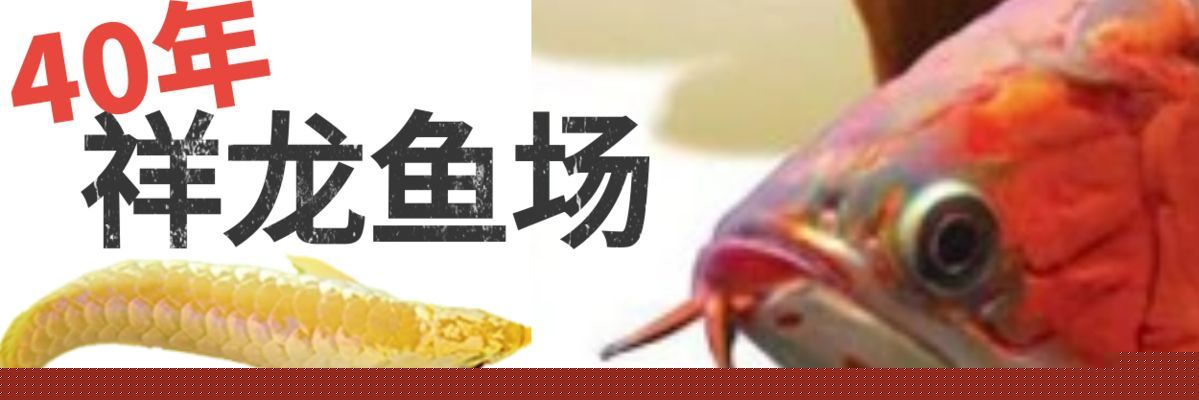 龍魚缸簡單造景怎么做的好看，龍魚缸造景用什么底砂好