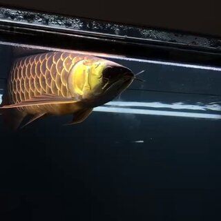 古典金龍魚價格表：古典金龍魚價格表與古典金龍魚價格表相關信息 古典金龍魚價格表：古典金龍魚價格表與古典金龍魚價格表相關信息 龍魚百科 第1張