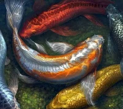 屬龍人養(yǎng)魚養(yǎng)幾條什么顏色的：屬龍人在養(yǎng)魚時(shí)應(yīng)該注意水質(zhì)和換水頻率的問(wèn)題并選擇吉祥的魚類品種