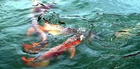 屬龍人養(yǎng)魚養(yǎng)幾條什么顏色的：屬龍人在養(yǎng)魚時(shí)應(yīng)該注意水質(zhì)和換水頻率的問(wèn)題并選擇吉祥的魚類品種