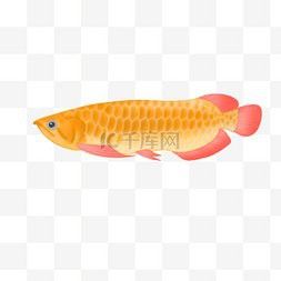 能否推薦一些金龍魚圖片資源網站？ 能否推薦一些金龍魚圖片資源網站？ 龍魚百科 第1張