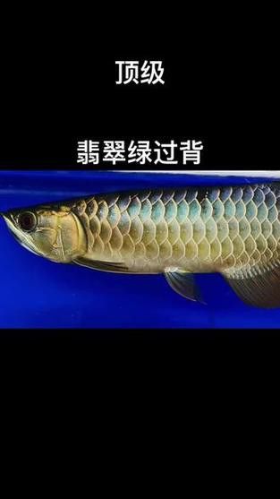 給我一些過背金龍珠鱗的圖片 龍魚百科 第3張 給我一些過背金龍珠鱗的圖片 給我一些過背金龍珠鱗的圖片 龍魚百科 第3張