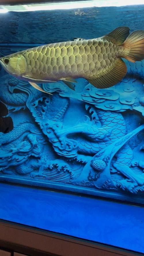 給我一些過背金龍珠鱗的圖片 龍魚百科 第14張 給我一些過背金龍珠鱗的圖片 給我一些過背金龍珠鱗的圖片 龍魚百科 第14張