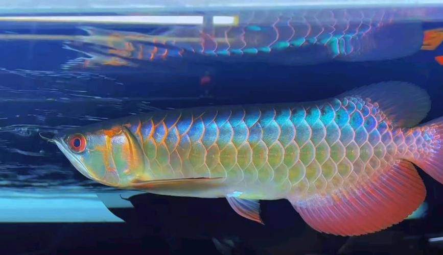 給我一些過背金龍珠鱗的圖片 龍魚百科 第12張 給我一些過背金龍珠鱗的圖片 給我一些過背金龍珠鱗的圖片 龍魚百科 第12張