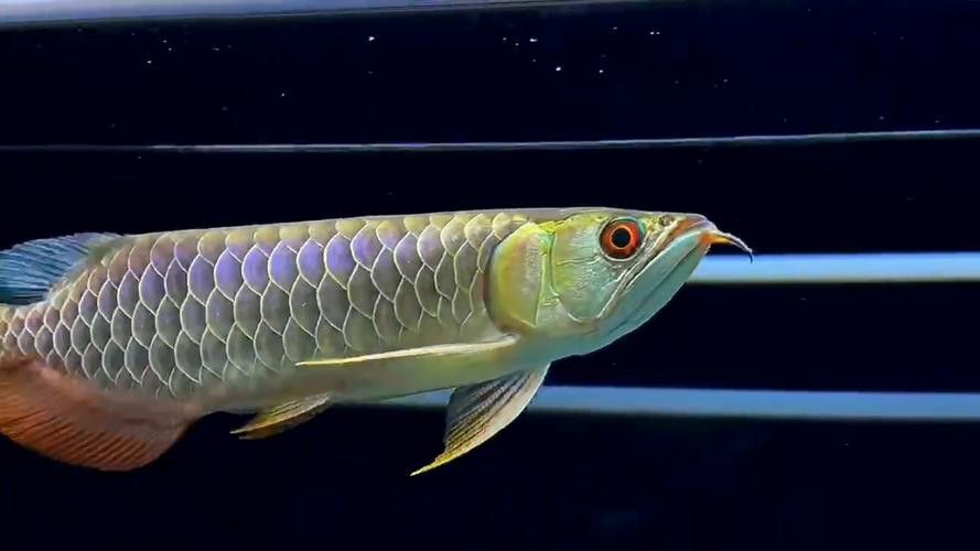 給我一些過背金龍珠鱗的圖片 龍魚百科 第20張 給我一些過背金龍珠鱗的圖片 給我一些過背金龍珠鱗的圖片 龍魚百科 第20張