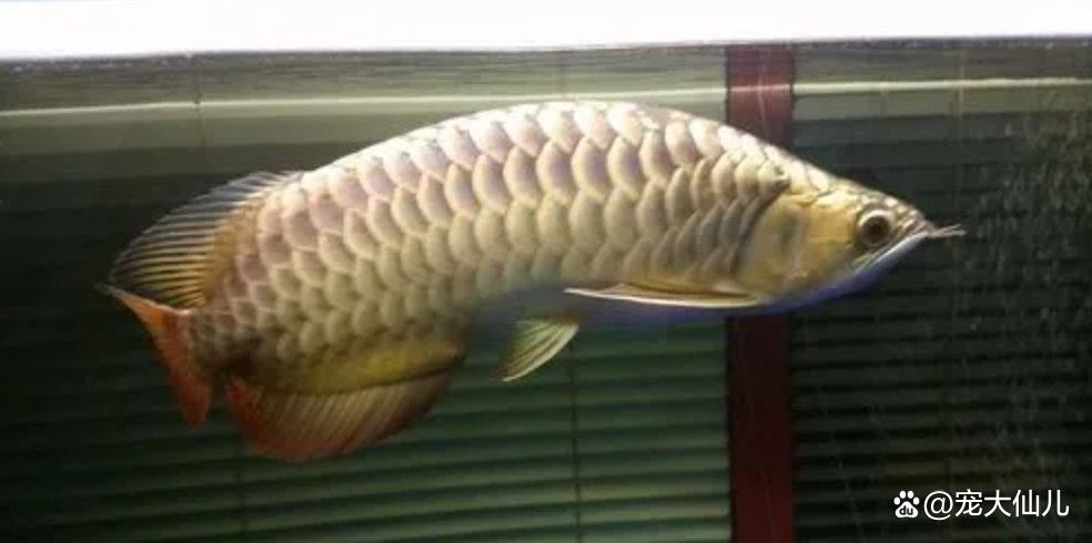 龍魚背彎了怎么治療