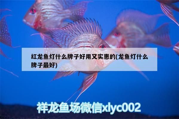 紅龍魚燈什么牌子好用又實惠的，紅龍魚燈品牌性價比對比紅龍魚燈的安裝技巧