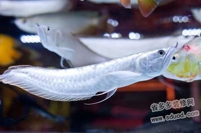 50厘米銀龍魚一天喂多少（50厘米的銀龍魚可以每天喂一次或2天喂一次或2天喂一次）