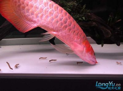 龍魚愛得什么病：龍魚常見疾病及其癥狀及其治療方法 龍魚愛得什么病：龍魚常見疾病及其癥狀及其治療方法 龍魚百科 第5張