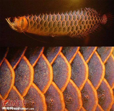 龍魚撞鱗片 但沒有掉（龍魚撞鱗片但沒有掉）