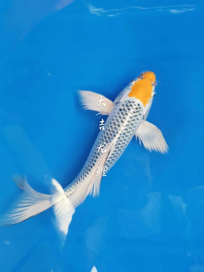 如何判斷龍鳳魚品種的優劣？