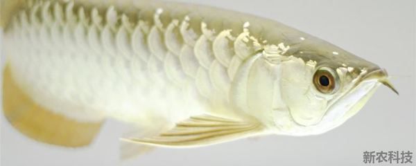 龍魚體色發黑什么原因：龍魚體色發黑可能是由于疾病、水質問題、水質問題的發生