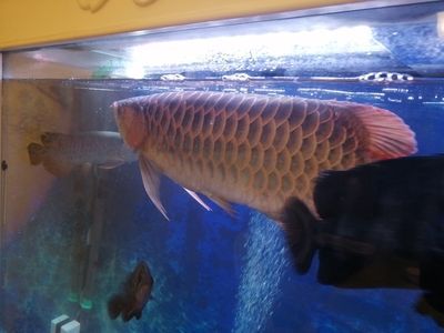 龍魚充血怎么治療視頻：龍魚充血治療方法 龍魚充血怎么治療視頻：龍魚充血治療方法 龍魚百科 第2張