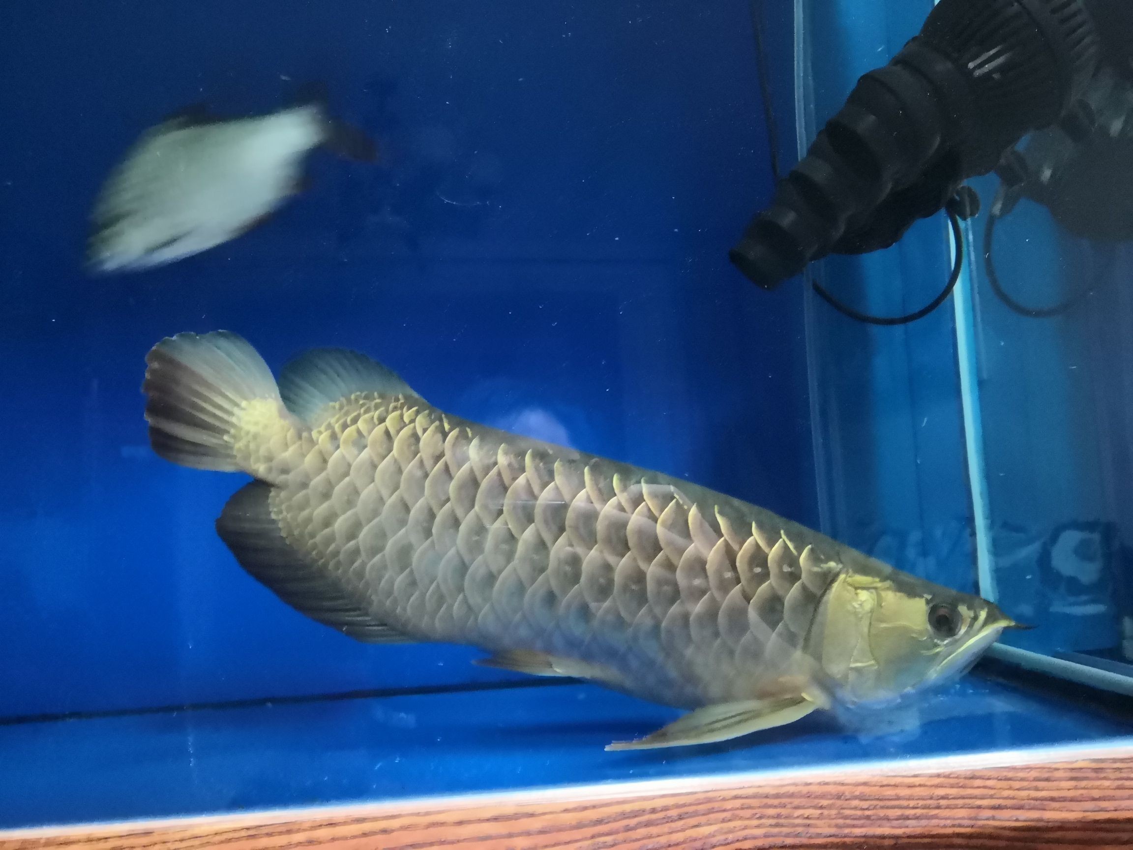 龍魚充血怎么治療視頻：龍魚充血治療方法 龍魚充血怎么治療視頻：龍魚充血治療方法 龍魚百科 第1張