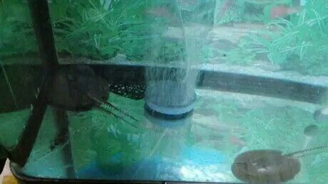 龍魚黑水素什么品牌好：選擇合適的龍魚黑水素品牌