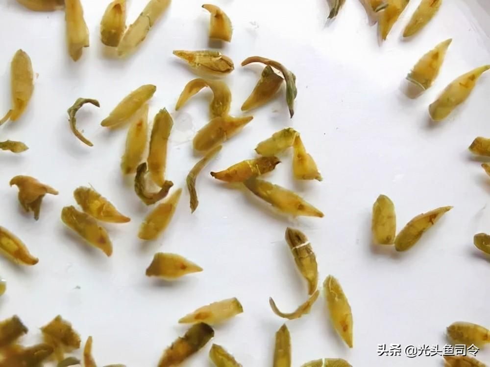 龍魚腮蟲(龍魚腮蟲可能指的是寄生在龍魚鰓部的寄生蟲會對健康產生負面影響) 龍魚百科 第2張 龍魚腮蟲(龍魚腮蟲可能指的是寄生在龍魚鰓部的寄生蟲會對健康產生負面影響) 龍魚腮蟲(龍魚腮蟲可能指的是寄生在龍魚鰓部的寄生蟲會對健康產生負面影響) 龍魚百科 第2張