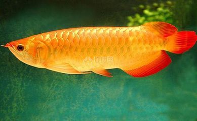養曼龍魚水溫是多少：養曼龍魚水溫要求及注意事項