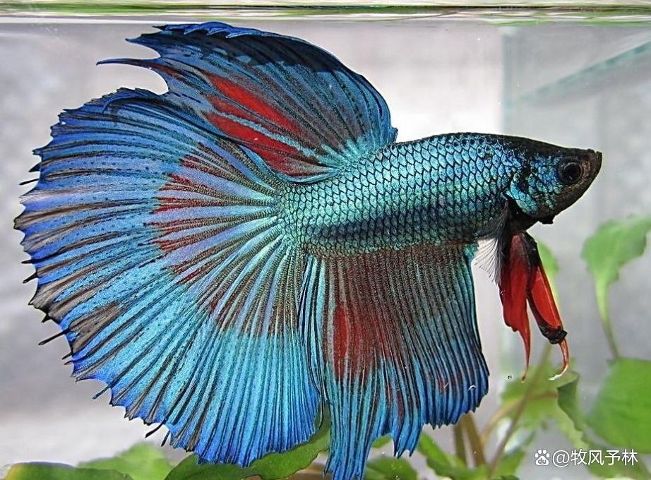 龍魚可以和小魚混養嗎