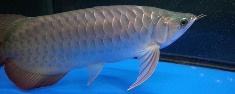 龍魚被打傷怎么治療？：(女王大帆被龍魚吃了沒事吧(女王大帆被龍魚吃掉了