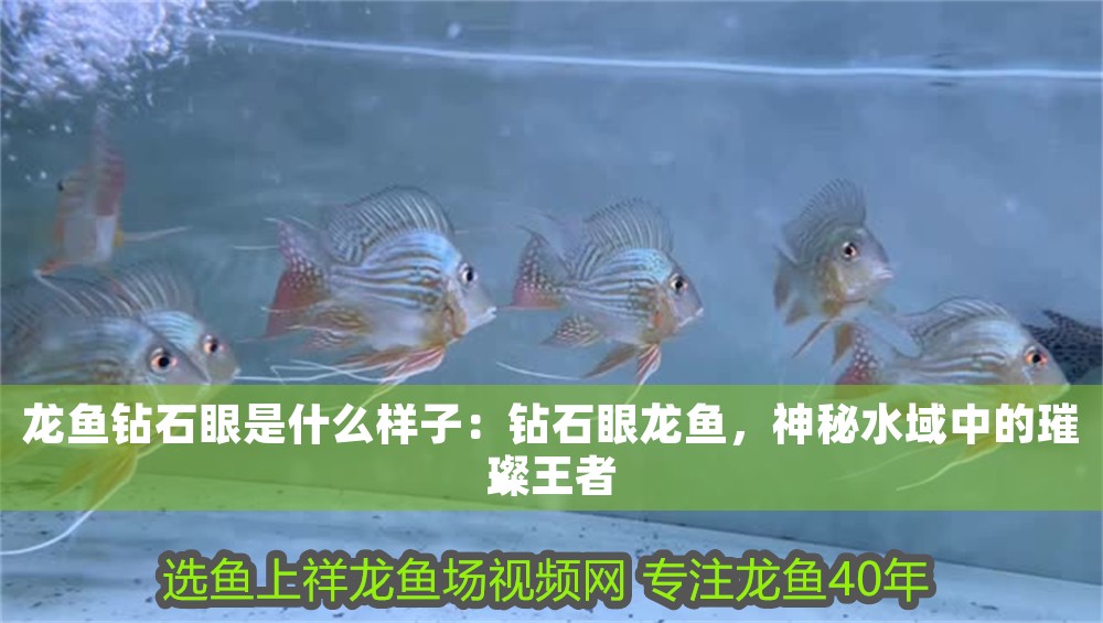 龍魚鉆石眼是什么樣子：鉆石眼龍魚，神秘水域中的璀璨王者