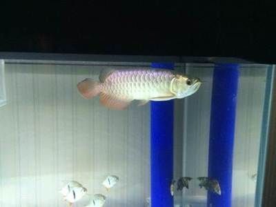 紅龍魚多久換一次水最好（紅龍魚最佳換水頻率及相關的水質管理措施）