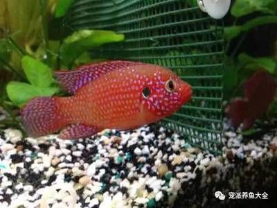 紅寶石魚和龍魚混養(yǎng)：紅寶石魚和龍魚可以混養(yǎng)嗎？