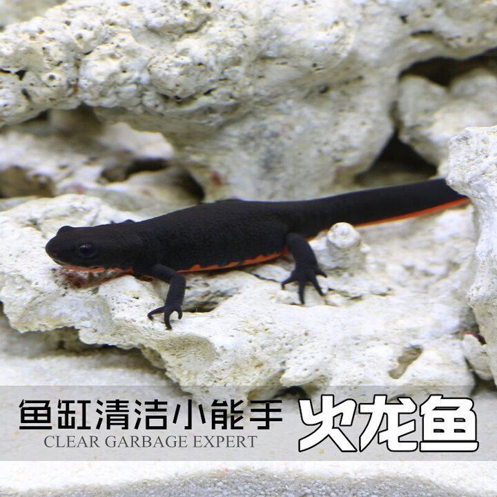 火龍魚是清道夫嗎還是海魚