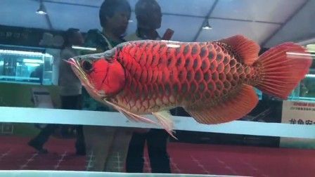 龍魚怕紅顏色為什么：龍魚對紅色的反應可能是出于對其象征著危險的認知
