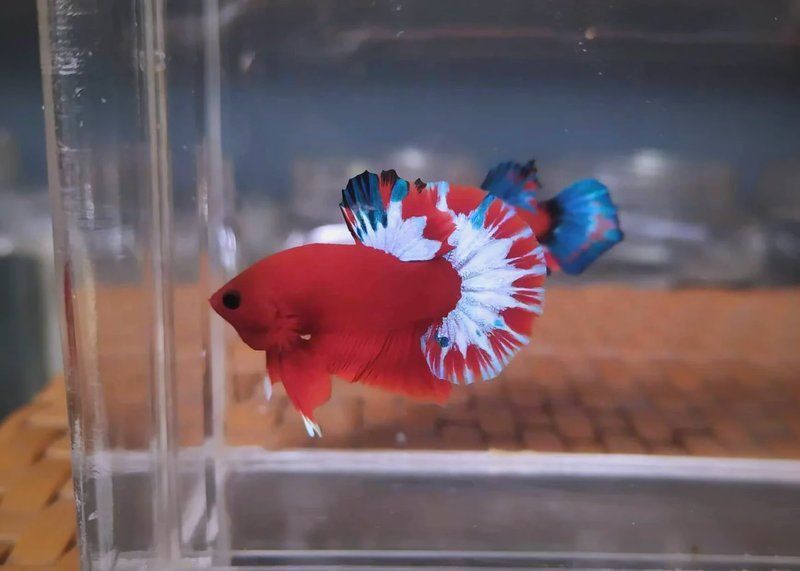 金龍魚突然在缸底不動的原因分析及處理方法詳解