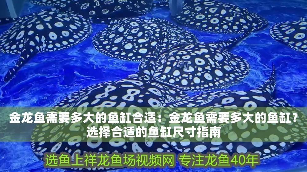金龍魚需要多大的魚缸合適：金龍魚需要多大的魚缸？選擇合適的魚缸尺寸指南
