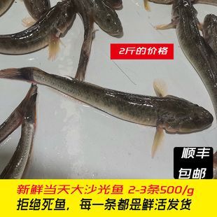 小龍魚的功效：小龍魚是一種淡水魚，營養價值豐富， 小龍魚的功效：小龍魚是一種淡水魚，營養價值豐富， 龍魚百科 第3張